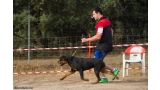 Rottweiler. Lua De Breogan con 8 meses.