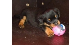 Rottweiler. Camada I.