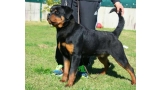 Rottweiler. Onda De Breogan.