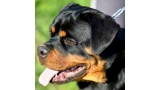 Rottweiler. Maja Von Haus Drazic.
