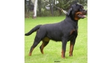 Rottweiler. Zula De Breogan. Rottweiler. Zula De Breogan.