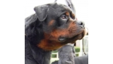 Rottweiler.  Ch. Indio De Breogan.