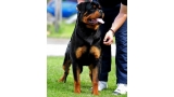 Rottweiler.  Ch. Oki Vom Haus Drazic.