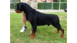 Rottweiler.  Ch. Oki Vom Haus Drazic.