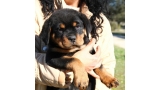 Rottweiler. Elga De Breogan.