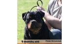Rottweiler.  Ch. Jerry Lee Van Gorgar.