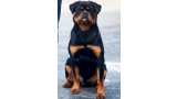 Rottweiler. Urko De Breogan. Rottweiler. Urko De Breogan.