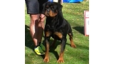 Rottweiler.  Ch. Oki Vom Haus Drazic.