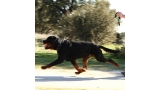 Rottweiler.  Ch. Jerry Lee Van Gorgar.