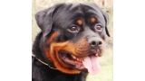 Rottweiler.  Ch. Coda De Breogan.
