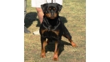 Rottweiler.  Ch. Aurah De Breogan.