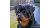 Rottweiler.  Ch. Falco Von Haus Drazic.