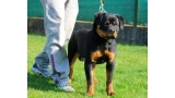 Rottweiler. Camada C. Civa y Cindy de Breogan.