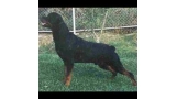 Rottweiler.  Ch. Yanko De Breogan.