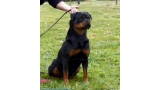 Rottweiler.  Ch. Beely Zara Cro Rott. Rottweiler.  Ch. Beely Zara Cro Rott.