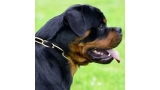 Rottweiler.  Ch. Falco Von Haus Drazic.