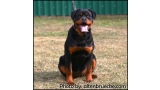 Rottweiler.  Ch. Beely Zara Cro Rott. Rottweiler.  Ch. Beely Zara Cro Rott.
