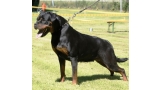 Rottweiler.  Ch. Beely Zara Cro Rott. Rottweiler.  Ch. Beely Zara Cro Rott.