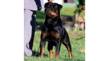 Rottweiler.  Ch. Nestor Carlo Vom Semble.