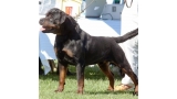 Rottweiler.  Ch. Indio De Breogan.