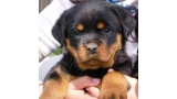 Rottweiler. Tina De Breogan con 2 meses.