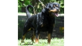 Rottweiler.  Ch. Carlo Von Hause Haase. Rottweiler.  Ch. Carlo Von Hause Haase.