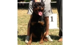 Rottweiler.  Ch. Falco Von Haus Drazic.