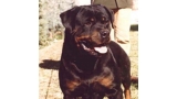 Rottweiler.  Ch. Konan Vom Hennekamp.