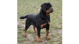Rottweiler.  Ch. Iva Of Nicola´s Lion.