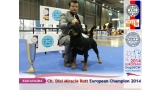 Rottweiler.  Ch. DIXI MIRACLE ROTT.
