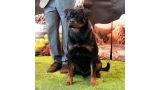 Rottweiler.  Ch. Falco Von Haus Drazic.