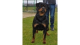 Rottweiler.  Ch. Ruslana Vom Hause Pista.