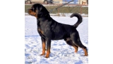 Rottweiler.  Ch. Rick Vom Hause Pista.