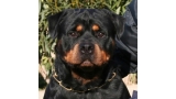 Rottweiler.  Ch. Carlo Von Hause Haase.