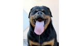 Rottweiler.  Ch. Shery Brko Star.