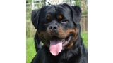 Rottweiler. GERO KING OF THE EAST.