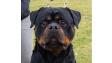 Rottweiler.  Ch. Rolf Darel.