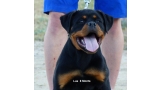 Rottweiler. Lua De Breogan con 8 meses.
