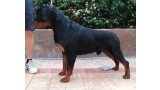 Rottweiler.  Ch. Oki Vom Haus Drazic.