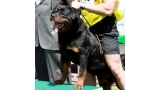 Rottweiler.  Ch. Marko De Breogan.