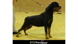 Rottweiler.  Ch. Roma De Breogan. Rottweiler.  Ch. Roma De Breogan.
