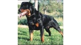 Rottweiler.  Ch. Leo De Breogan. Rottweiler.  Ch. Leo De Breogan.