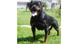 Rottweiler. Ch. Daxi Wonix Rot