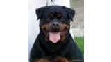 Rottweiler.  Ch. Welldan Diva From House Rotvis. Rottweiler.  Ch. Welldan Diva From House Rotvis.