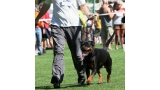 Rottweiler.  Ch. Beely Zara Cro Rott. Rottweiler.  Ch. Beely Zara Cro Rott.