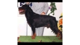 Rottweiler.  Ch. Andy De Breogan. Rottweiler.  Ch. Andy De Breogan.