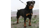 Rottweiler. Ella Zara Cro Rott. Rottweiler. Ella Zara Cro Rott.
