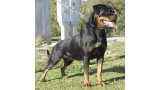 Rottweiler.  Ch. DIXI MIRACLE ROTT. Rottweiler.  Ch. DIXI MIRACLE ROTT.