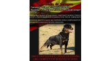 Rottweiler. Ch. Astuko de Breogan. Rottweiler. Ch. Astuko de Breogan.