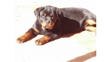 Rottweiler. Fox De Breogan con 3 meses y medio.